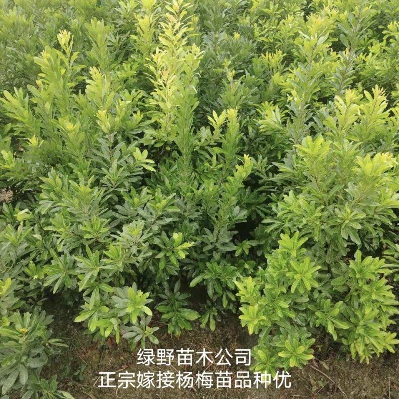 嫁接杨梅苗黑炭苗乌梅苗台梅苗东魁苗基地直销批发