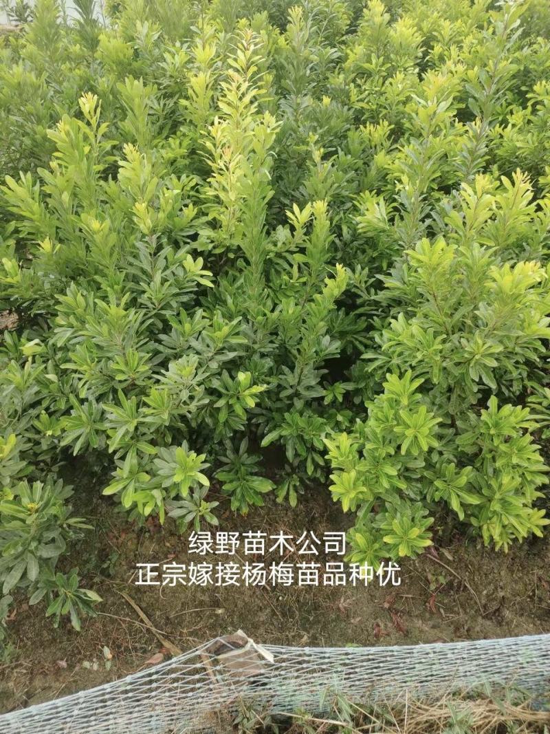 嫁接杨梅苗黑炭苗乌梅苗台梅苗东魁苗基地直销批发