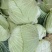 蓬溪甘蓝莲花白优选圆包菜基地直供欢迎各位老板致电