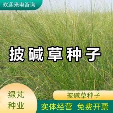 披碱草种子耐寒耐旱耐盐碱地草籽护坡固土抗寒四季牧草抗风沙