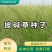 披碱草种子耐寒耐旱耐盐碱地草籽护坡固土抗寒四季牧草抗风沙