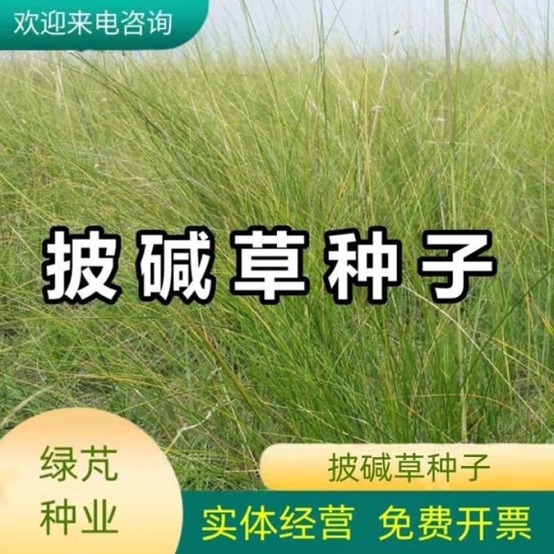 披碱草种子耐寒耐旱耐盐碱地草籽护坡固土抗寒四季牧草抗风沙