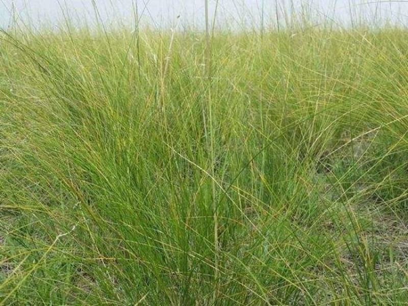 披碱草种子耐寒耐旱耐盐碱地草籽护坡固土抗寒四季牧草抗风沙