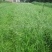 披碱草种子耐寒耐旱耐盐碱地草籽护坡固土抗寒四季牧草抗风沙