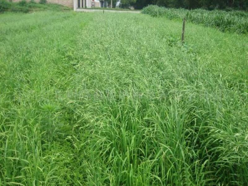 披碱草种子耐寒耐旱耐盐碱地草籽护坡固土抗寒四季牧草抗风沙