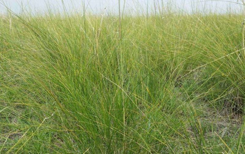 披碱草种子耐寒耐旱耐盐碱地草籽护坡固土抗寒四季牧草抗风沙
