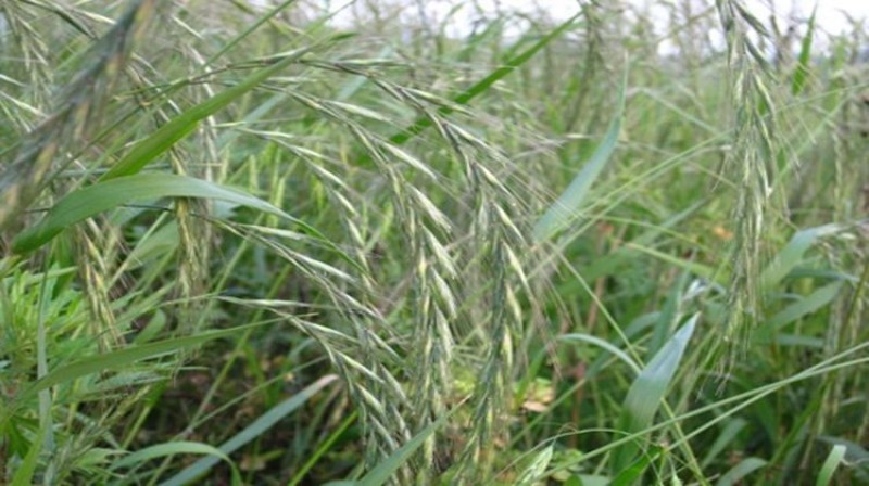 披碱草种子耐寒耐旱耐盐碱地草籽护坡固土抗寒四季牧草抗风沙