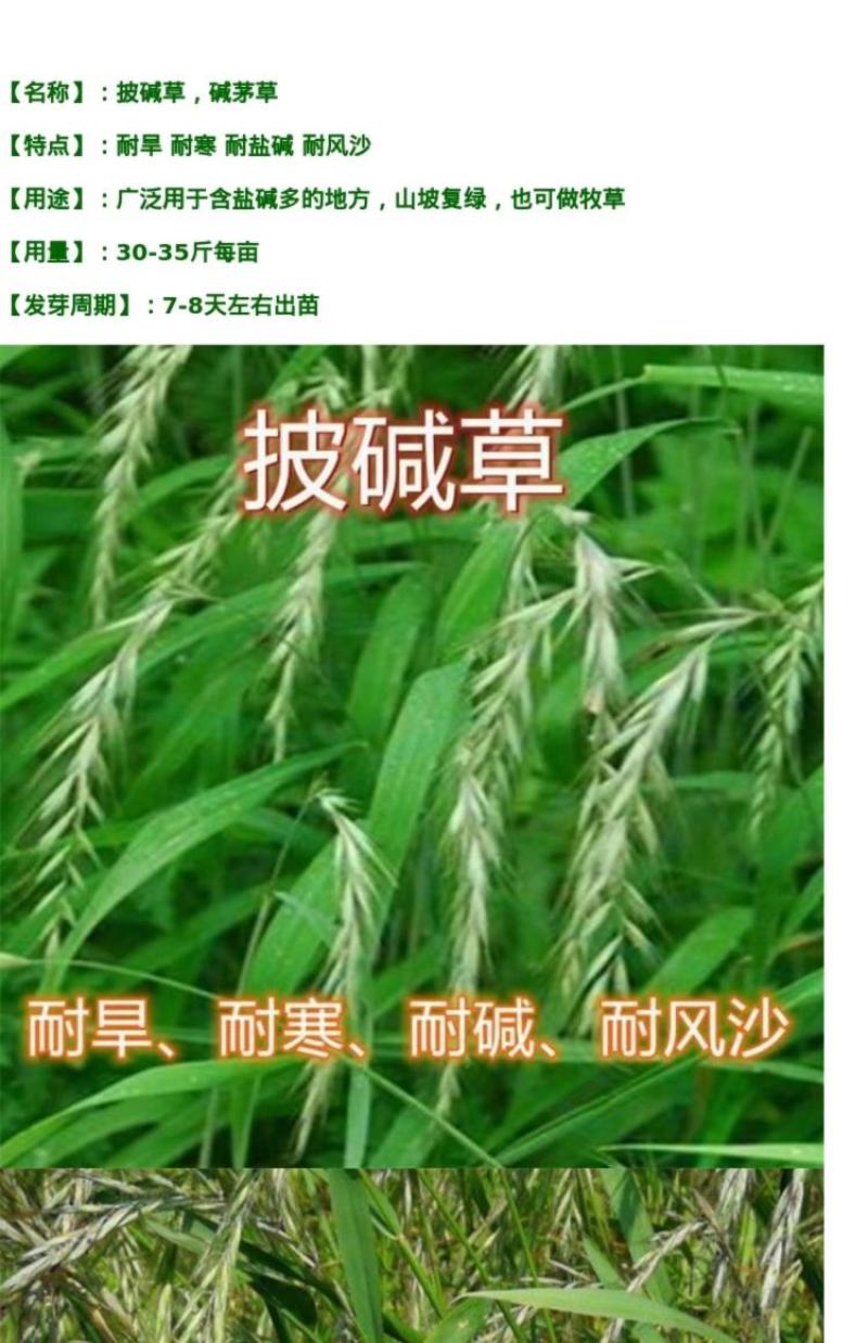 披碱草种子耐寒耐旱耐盐碱地草籽护坡固土抗寒四季牧草抗风沙