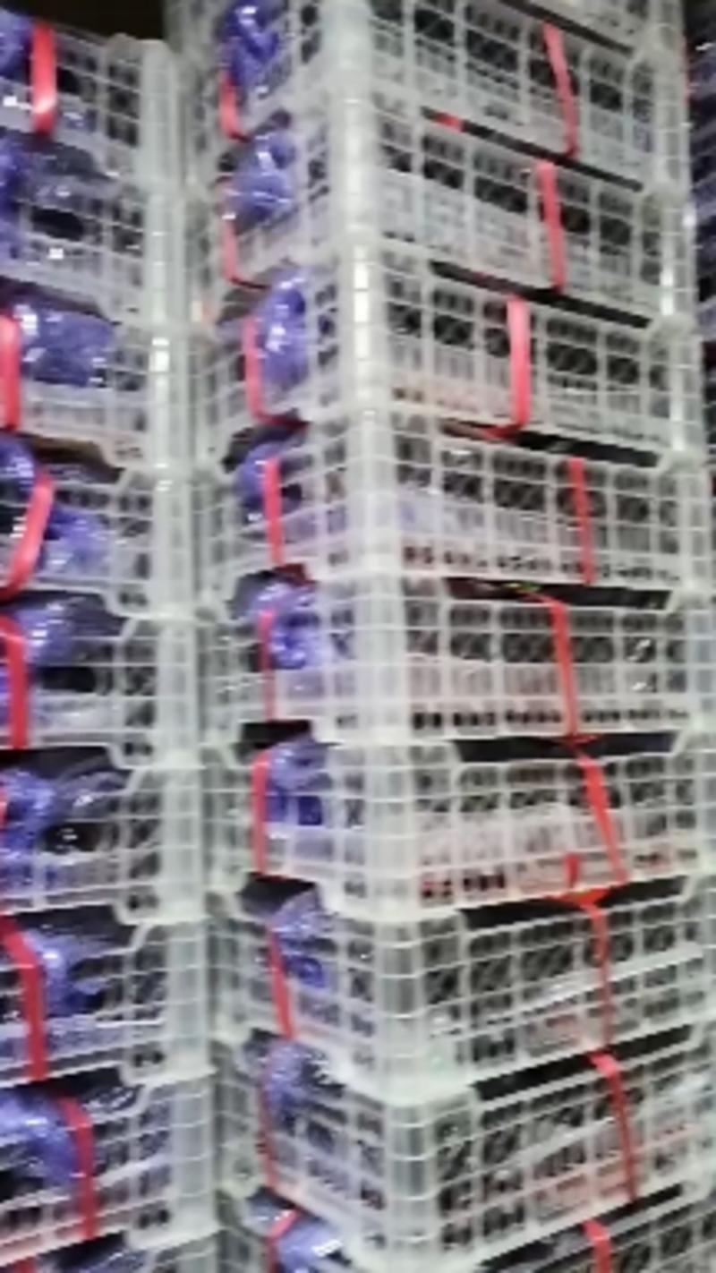 5斤百盒精品巨峰葡萄