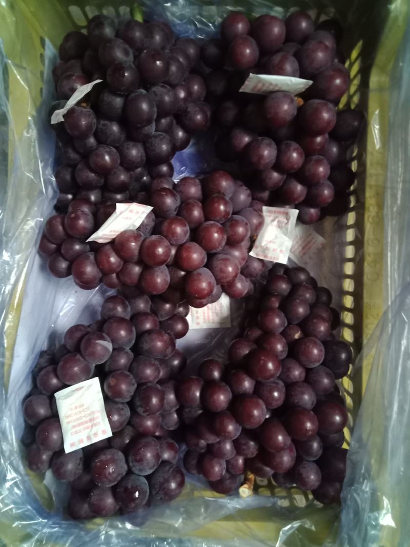 15斤黄箱葡萄