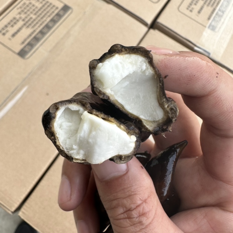 脱皮菱角老菱角洪湖菱角菱角万亩基地采收