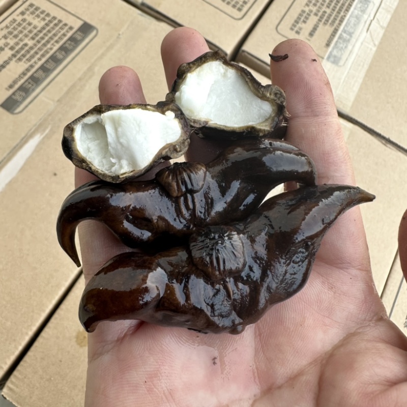 脱皮菱角老菱角洪湖菱角菱角万亩基地采收