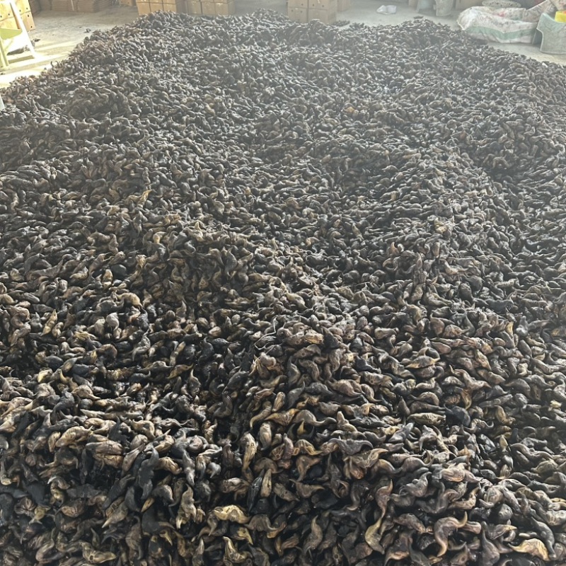 脱皮菱角老菱角洪湖菱角菱角万亩基地采收