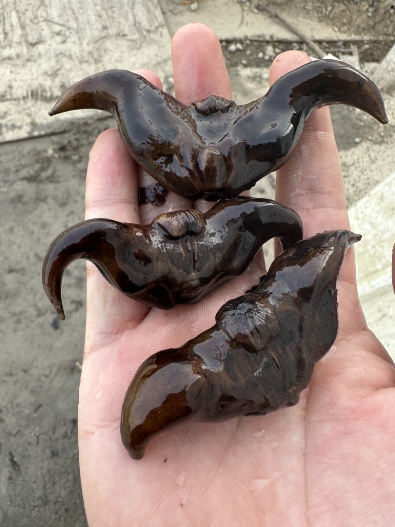 脱皮菱角老菱角洪湖菱角菱角万亩基地采收