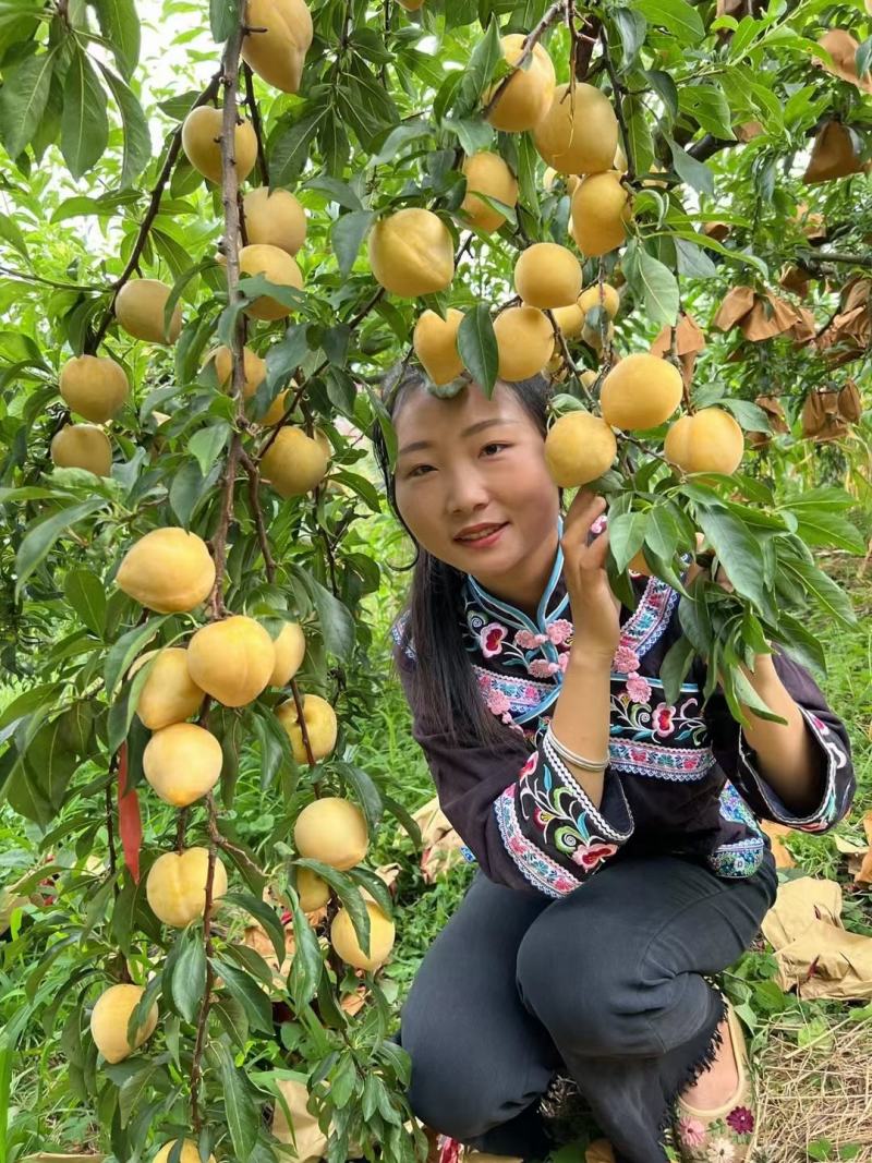 晚熟黄金李