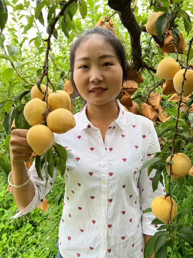 晚熟黄金李