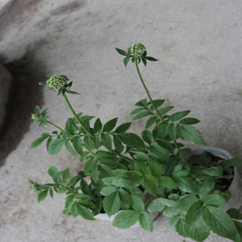 缬草缬草根满山香根干货大货批发量大从优