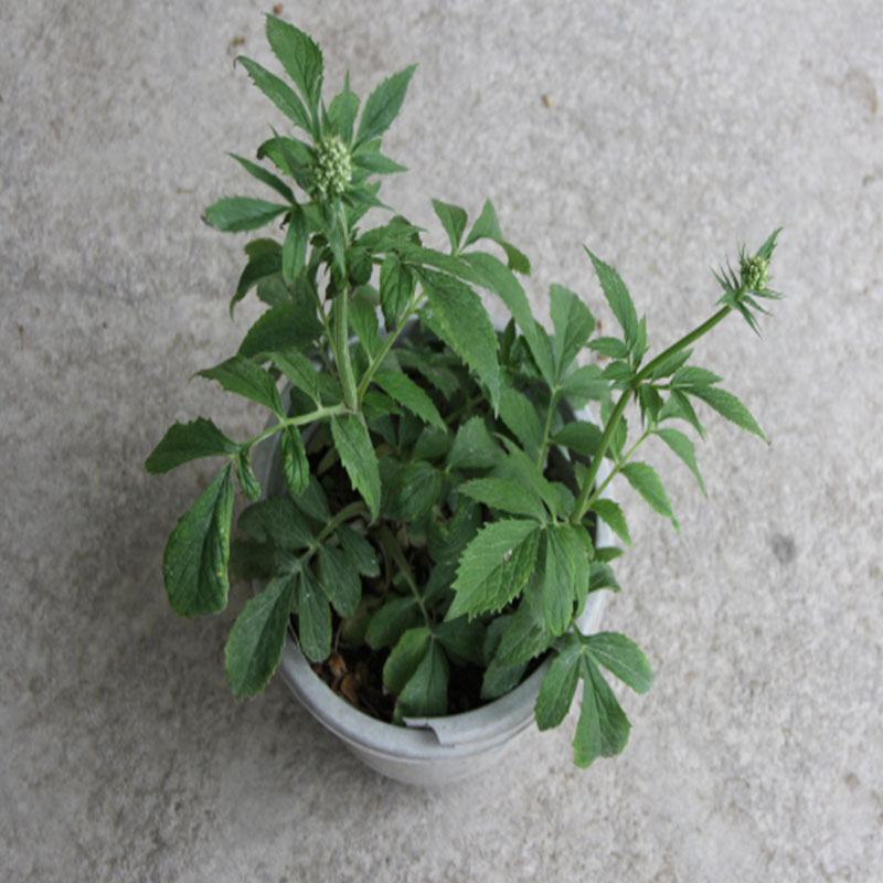 缬草缬草根满山香根干货大货批发量大从优