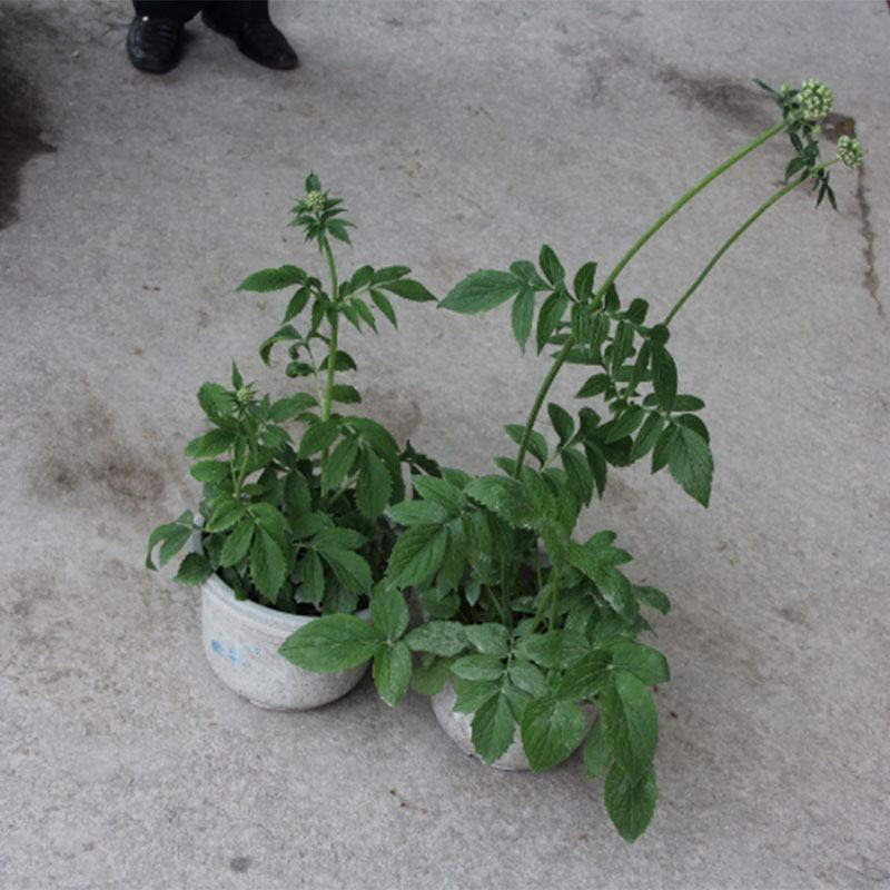 缬草缬草根满山香根干货大货批发量大从优