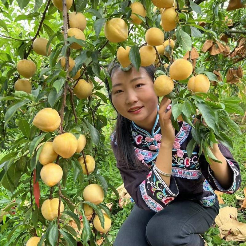 晚熟黄金李