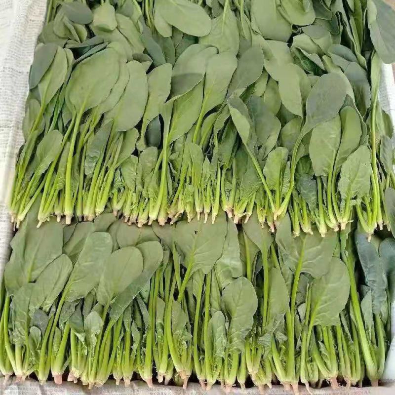 精品【大叶菠菜】万亩精品大棚菠菜直发欢迎采购