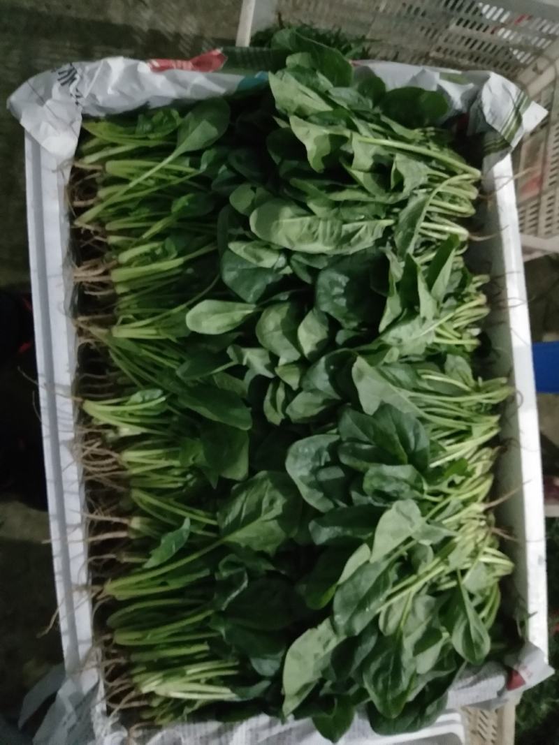 精品【大叶菠菜】万亩精品大棚菠菜直发欢迎采购