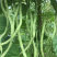 精品无筋豆