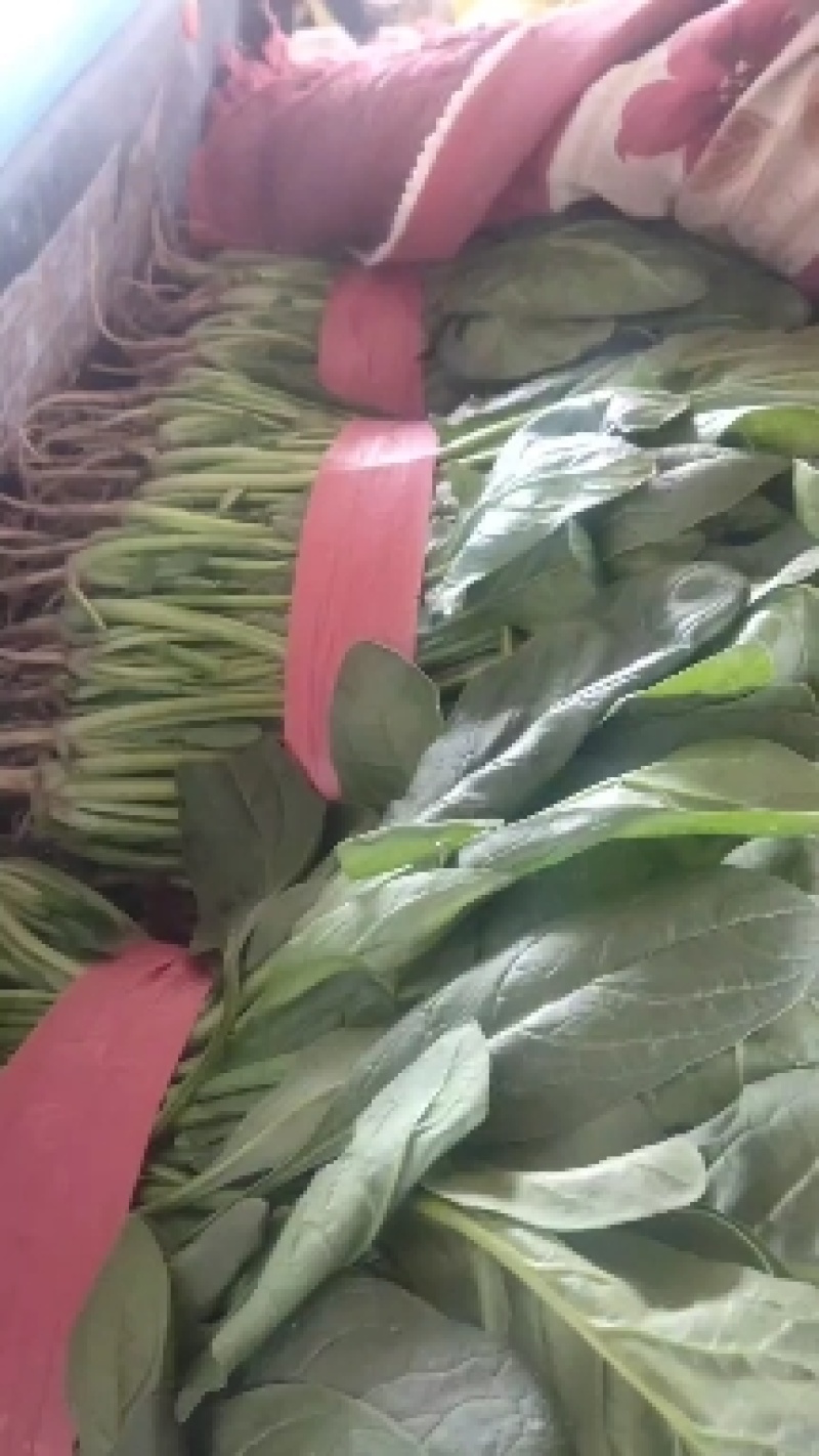 精品【大叶菠菜】万亩精品大棚菠菜直发欢迎采购
