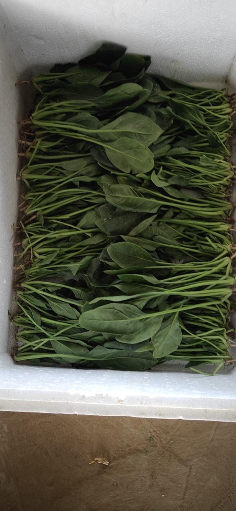 精品【大叶菠菜】万亩精品大棚菠菜直发欢迎采购