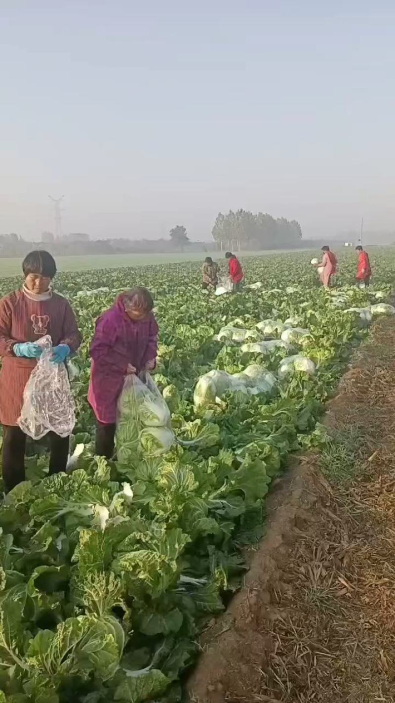 河南省焦作市修武县矮颗白菜秦杂二号上市量大供应中