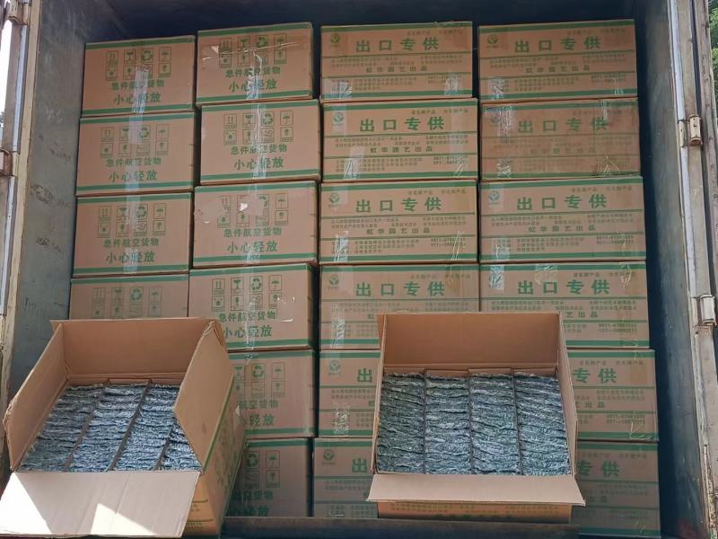 鲜切菊花苗黄菊花苗白菊花苗金善苗幽香苗白善苗