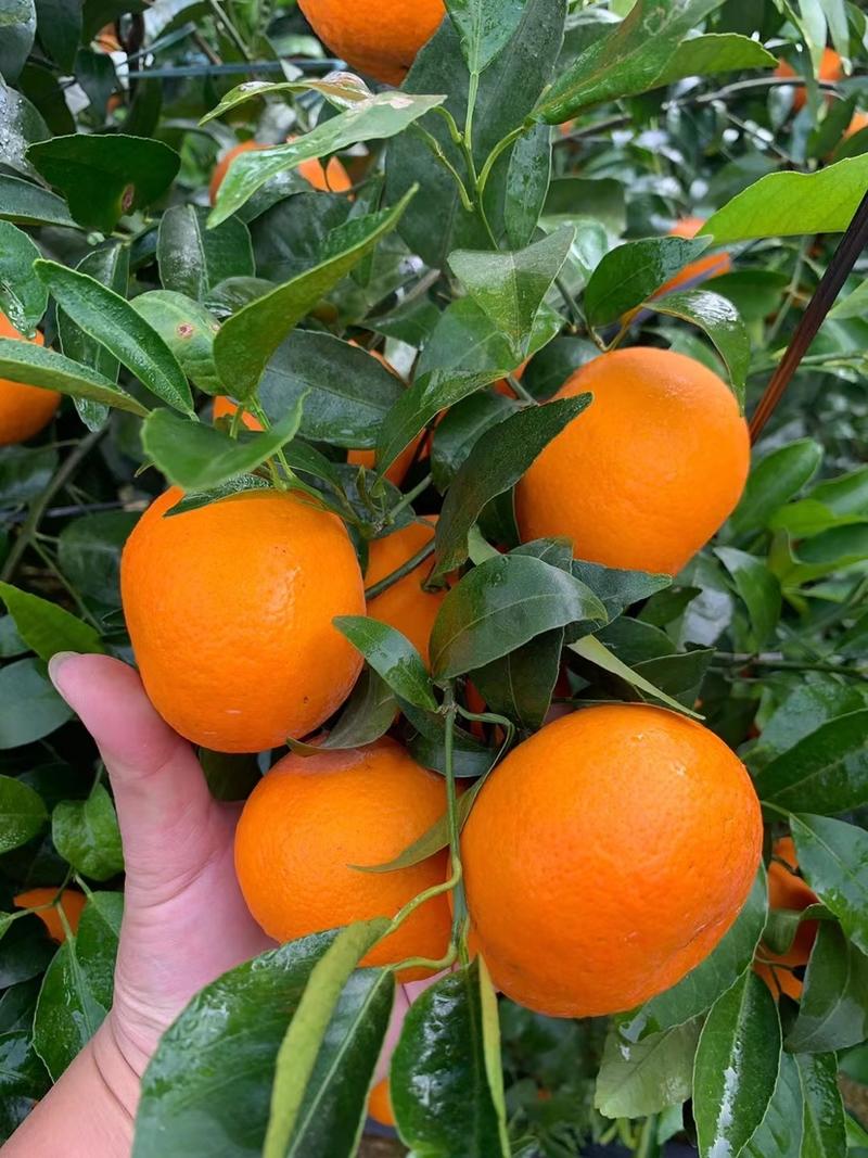 橙子广西扶绥沃柑口感好甜度高大量上市价格优惠欢迎联系