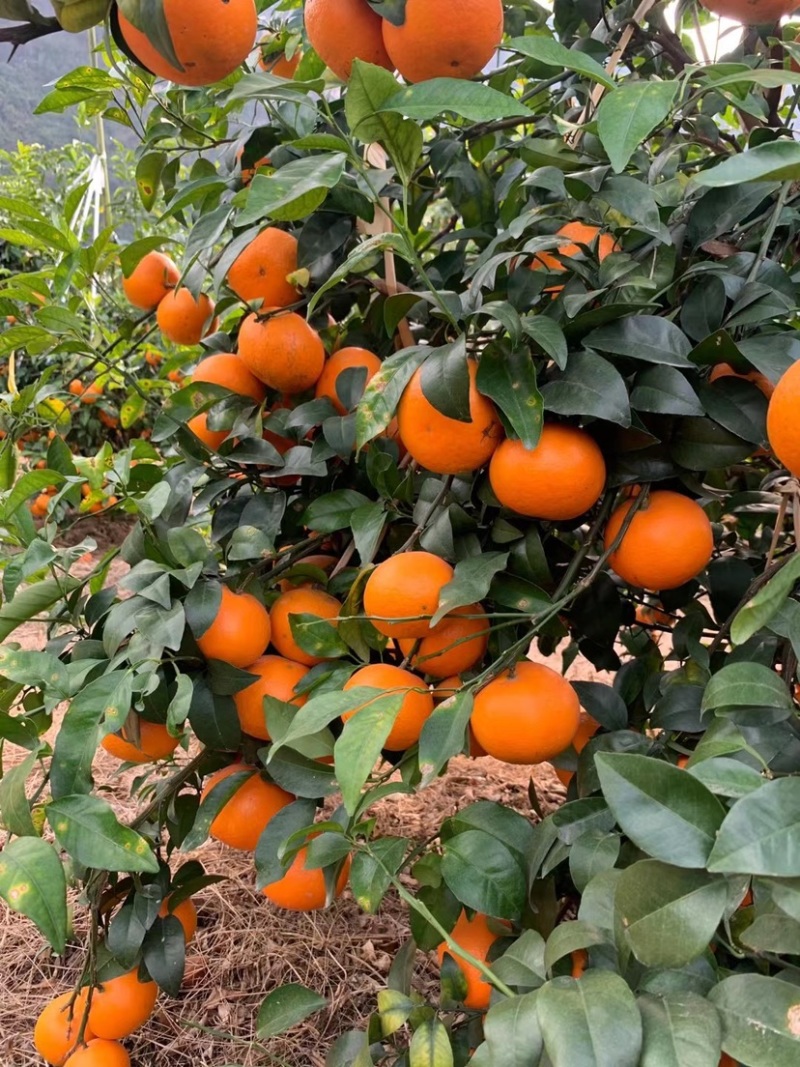 橙子广西扶绥沃柑口感好甜度高大量上市价格优惠欢迎联系