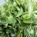 益肝菜（海南野菜）树仔菜五指山野菜全国发货