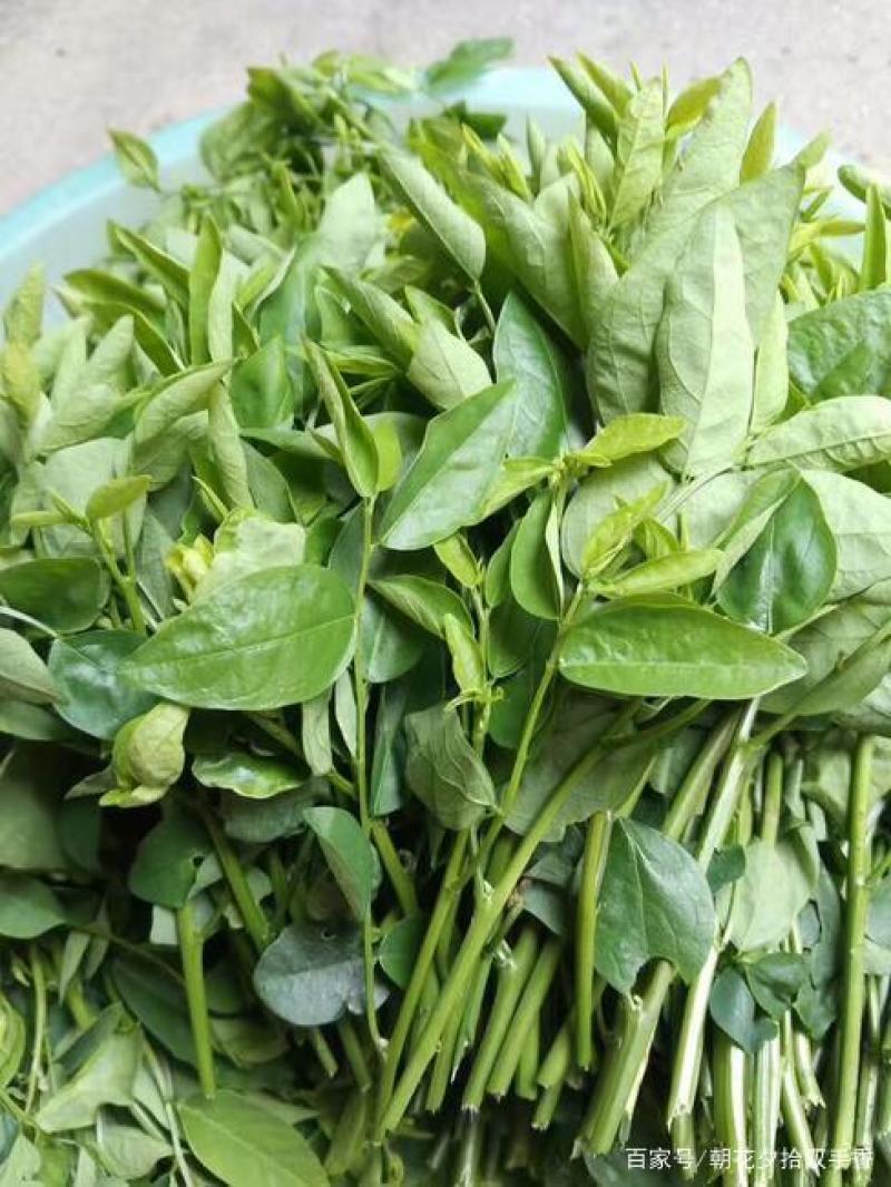 益肝菜（海南野菜）树仔菜五指山野菜全国发货