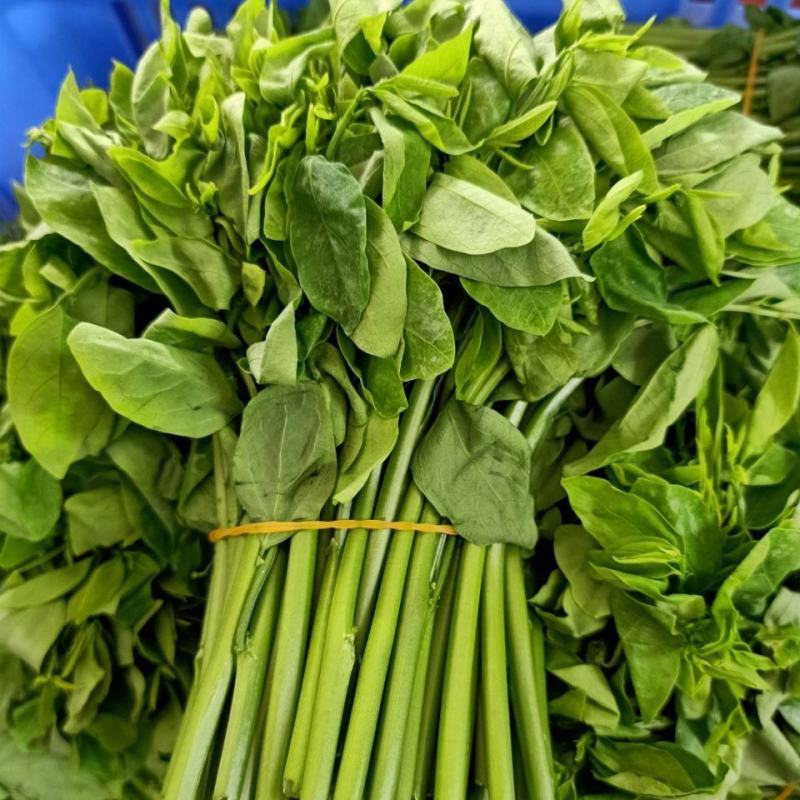 益肝菜（海南野菜）树仔菜五指山野菜全国发货