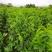益肝菜（海南野菜）树仔菜五指山野菜全国发货