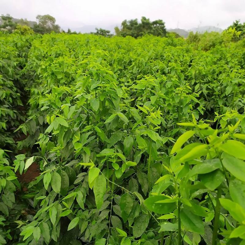 益肝菜（海南野菜）树仔菜五指山野菜全国发货