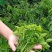 益肝菜（海南野菜）树仔菜五指山野菜全国发货