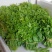 益肝菜（海南野菜）树仔菜五指山野菜全国发货