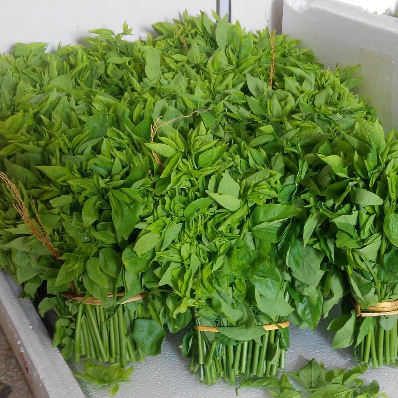 益肝菜（海南野菜）树仔菜五指山野菜全国发货