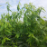 益肝菜（海南野菜）树仔菜五指山野菜全国发货