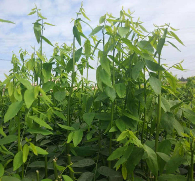 益肝菜（海南野菜）树仔菜五指山野菜全国发货