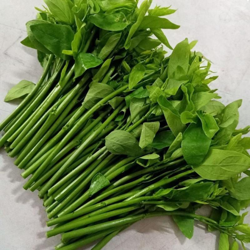 益肝菜（海南野菜）树仔菜五指山野菜全国发货