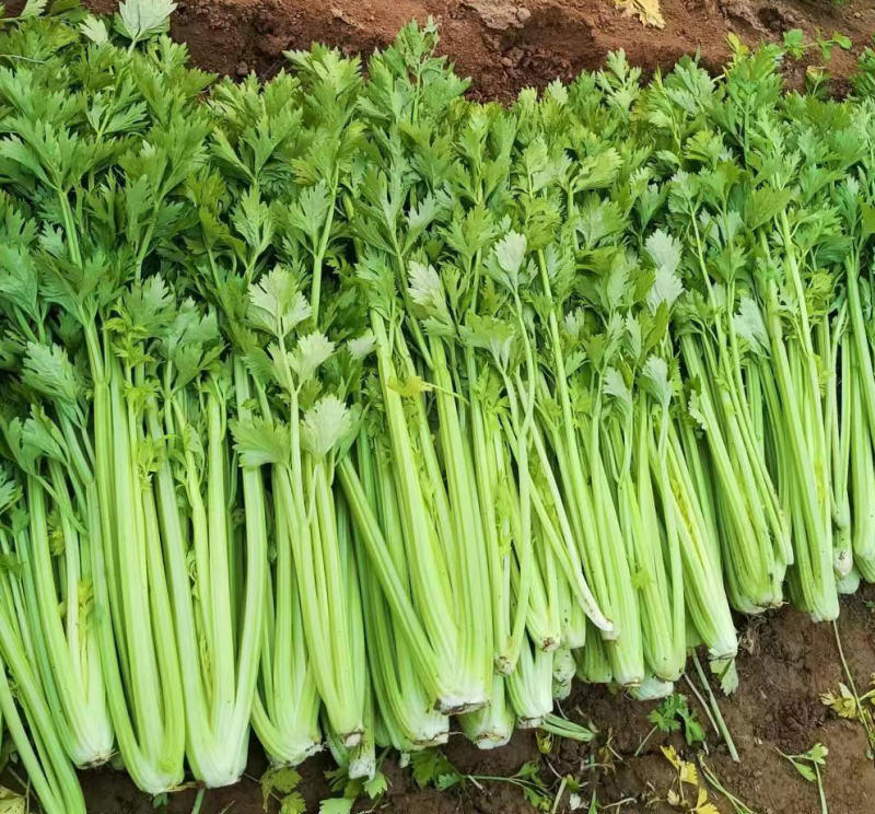 精品芹菜持续发货