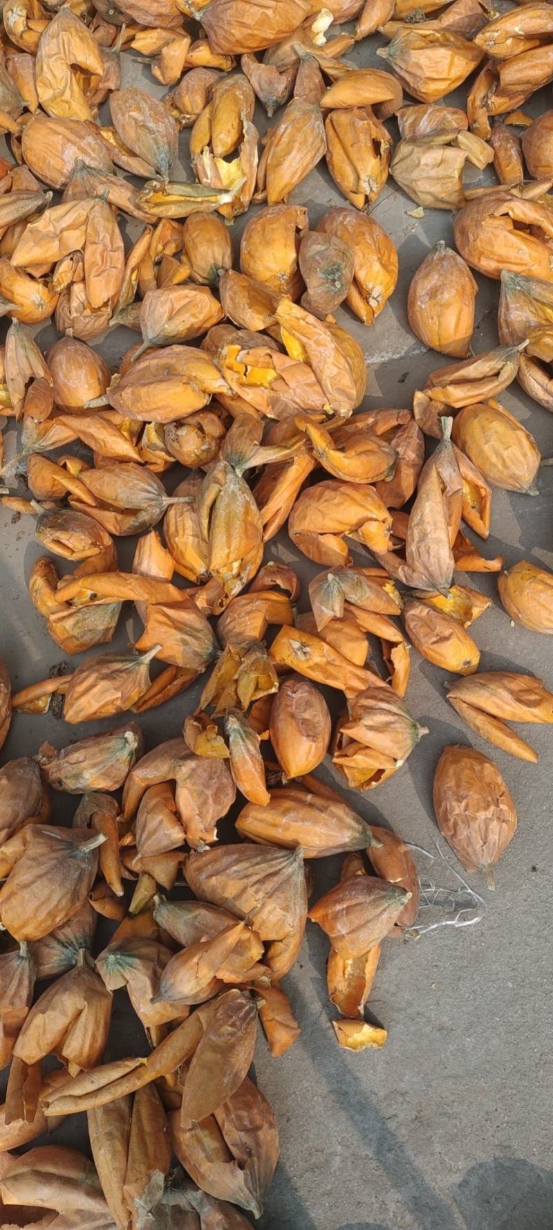 瓜娄仔，皮