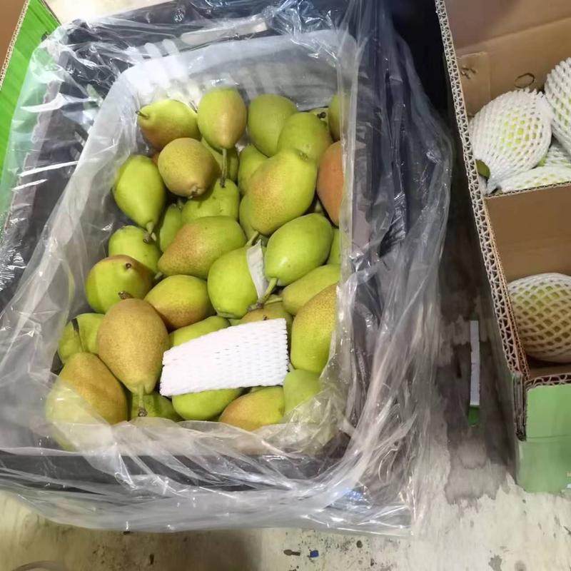 河北石家庄辛集红香酥梨个头大果形好提供箱装入口化渣纸袋膜袋