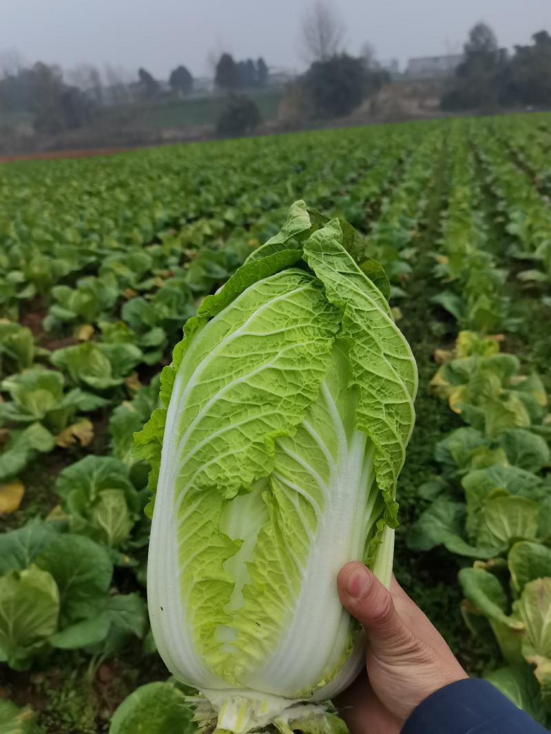 黄心大白菜基地货源大量供应欢迎各大客商对接