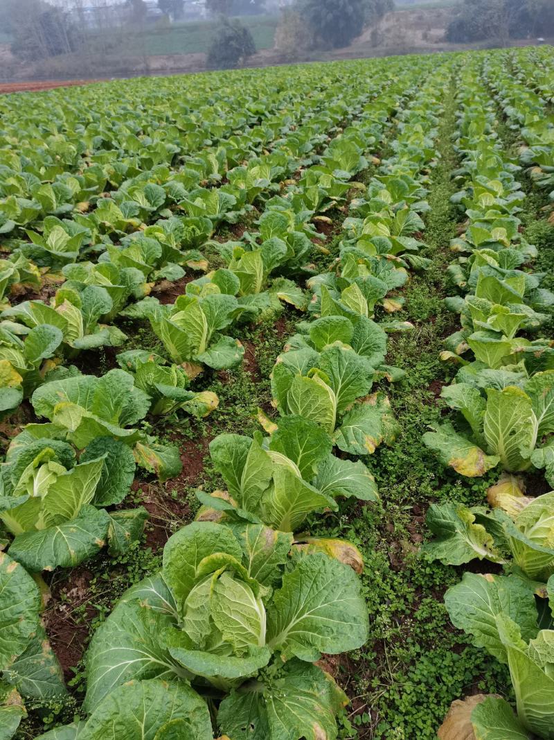 黄心大白菜基地货源大量供应欢迎各大客商对接