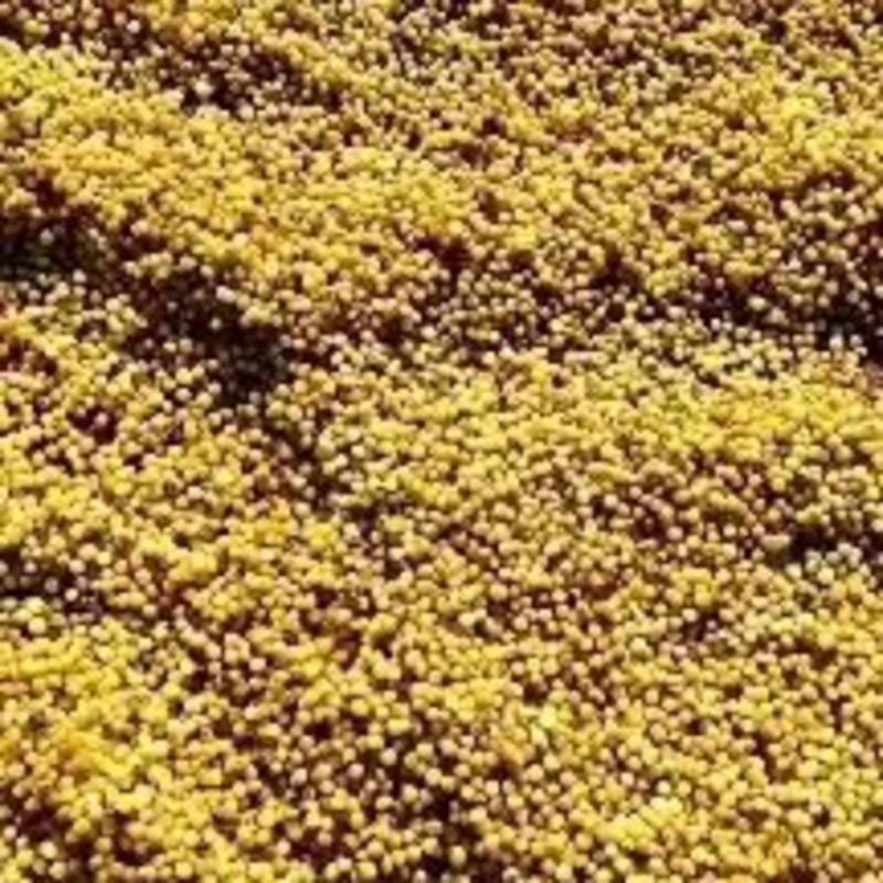 重庆中药材育苗基地高杆不倒苗多花姜形黄精籽